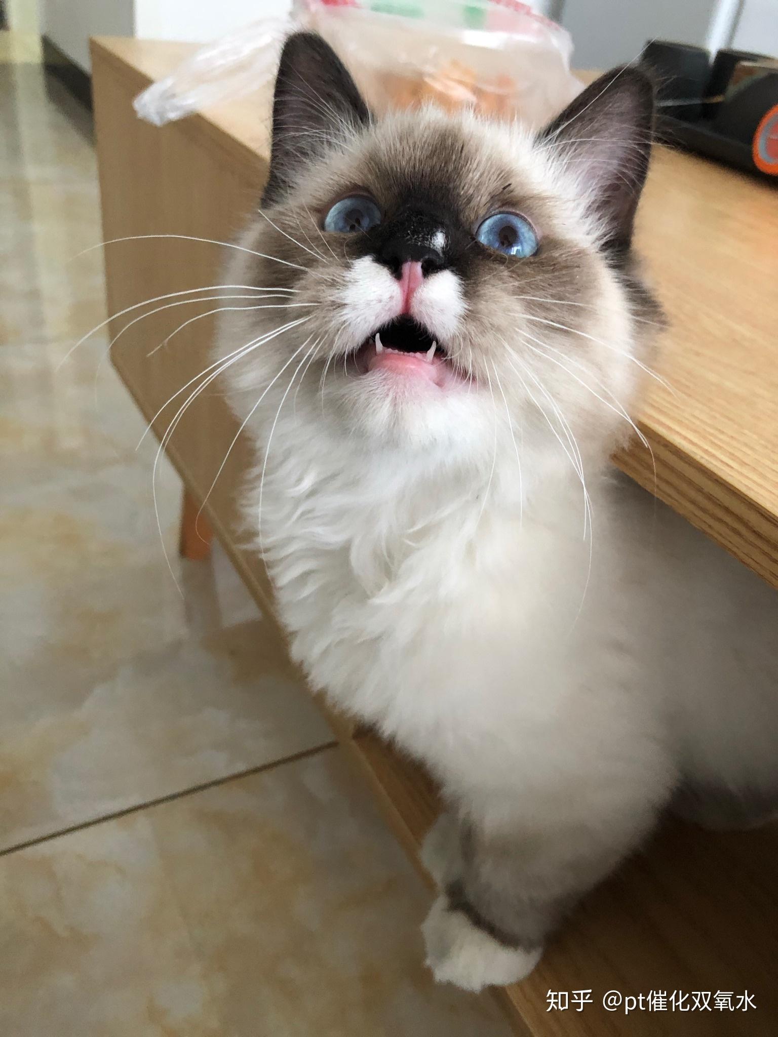 黑脸布偶猫的可爱真是溢于言表啊