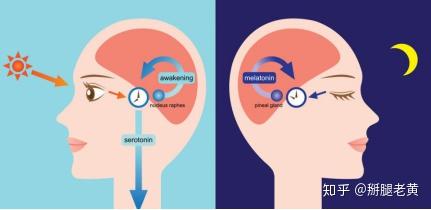 平时休息总睡不够 可以尝试这个c罗都在用的90分钟睡眠法 知乎