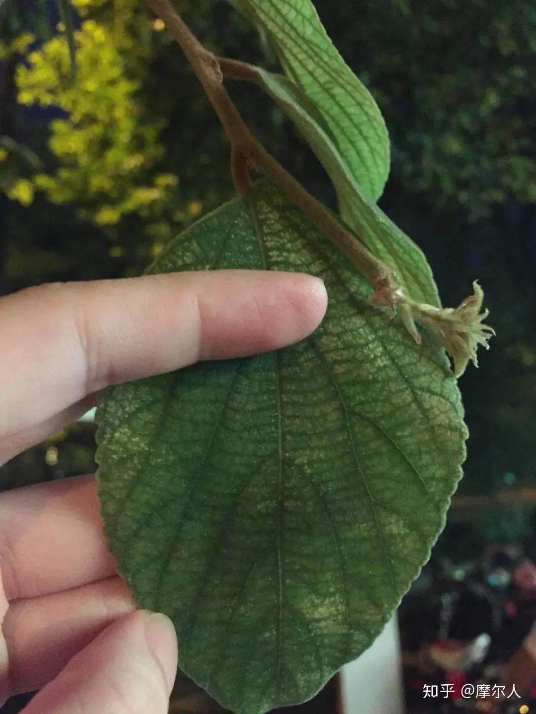用手去感受一下,会发现朴树叶,很厚,像触到一种绒面布料.
