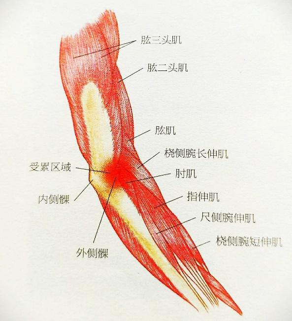 人体伸肌和屈肌图讲解图片