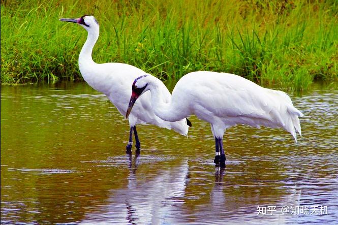 鸣鹤在阴其子和之我有好爵吾与尔靡之详解