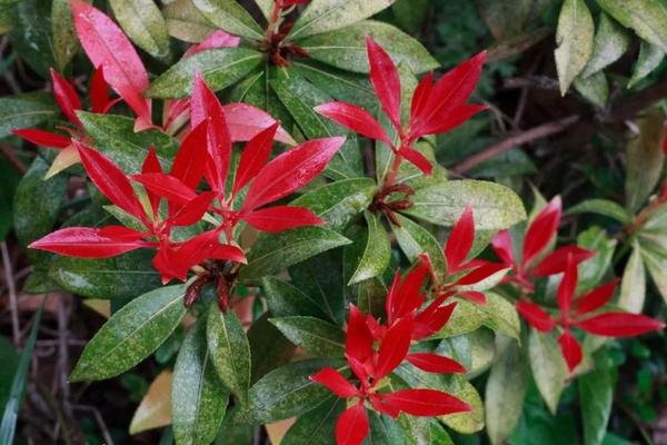 拥有夏日小森林马醉木