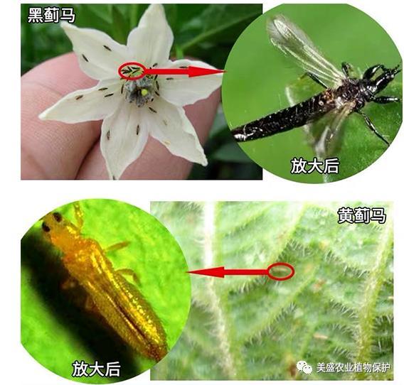 3分钟搞定蓟马这个药要火蓟马药免费试用看你还有机会吗