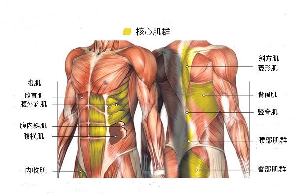 如何高杠深蹲 第1篇 最详细的深蹲指南 知乎