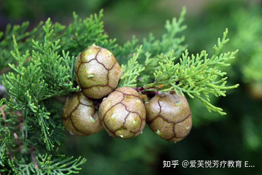 精油档案│循环系统的良药-丝柏精油 - 知乎