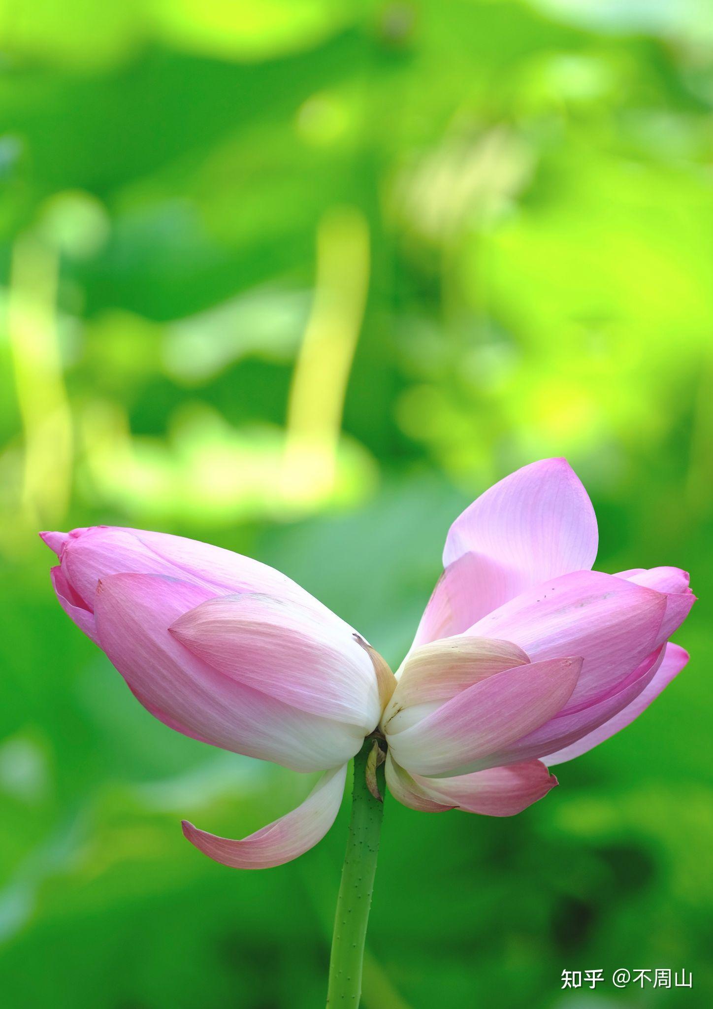济南大明湖并蒂莲开花了