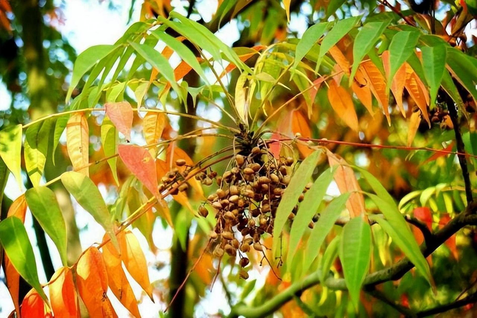野漆树，有毒植物，过敏者触碰会引起红肿、瘙痒，全株有7大益处 - 知乎