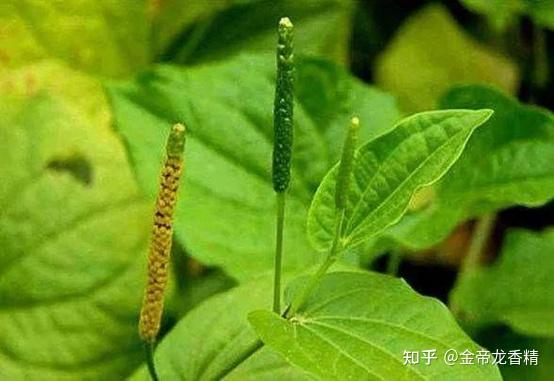 香精与香料(102)-荜茇 - 知乎