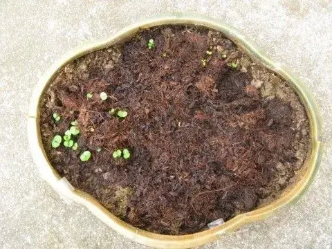 当紫罗兰发芽后,可以进行浅栽定植,具体就是把种子小心翼翼的放在预先