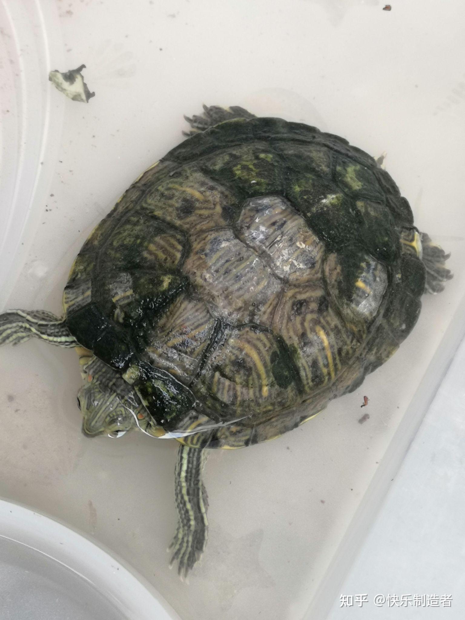 巴西龟背甲发白有黑点,还有零星的小针眼大小的凹坑,之前背上一直有