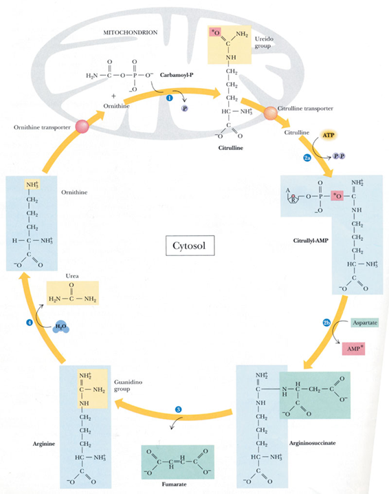 鸟氨酸循环途径图片