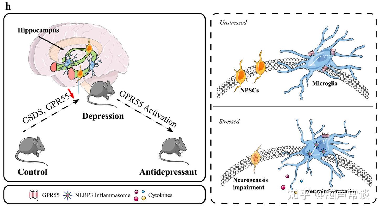 复旦大学俞瑾团队揭示gpr55对csds模型小鼠海马神经炎症和成熟神经