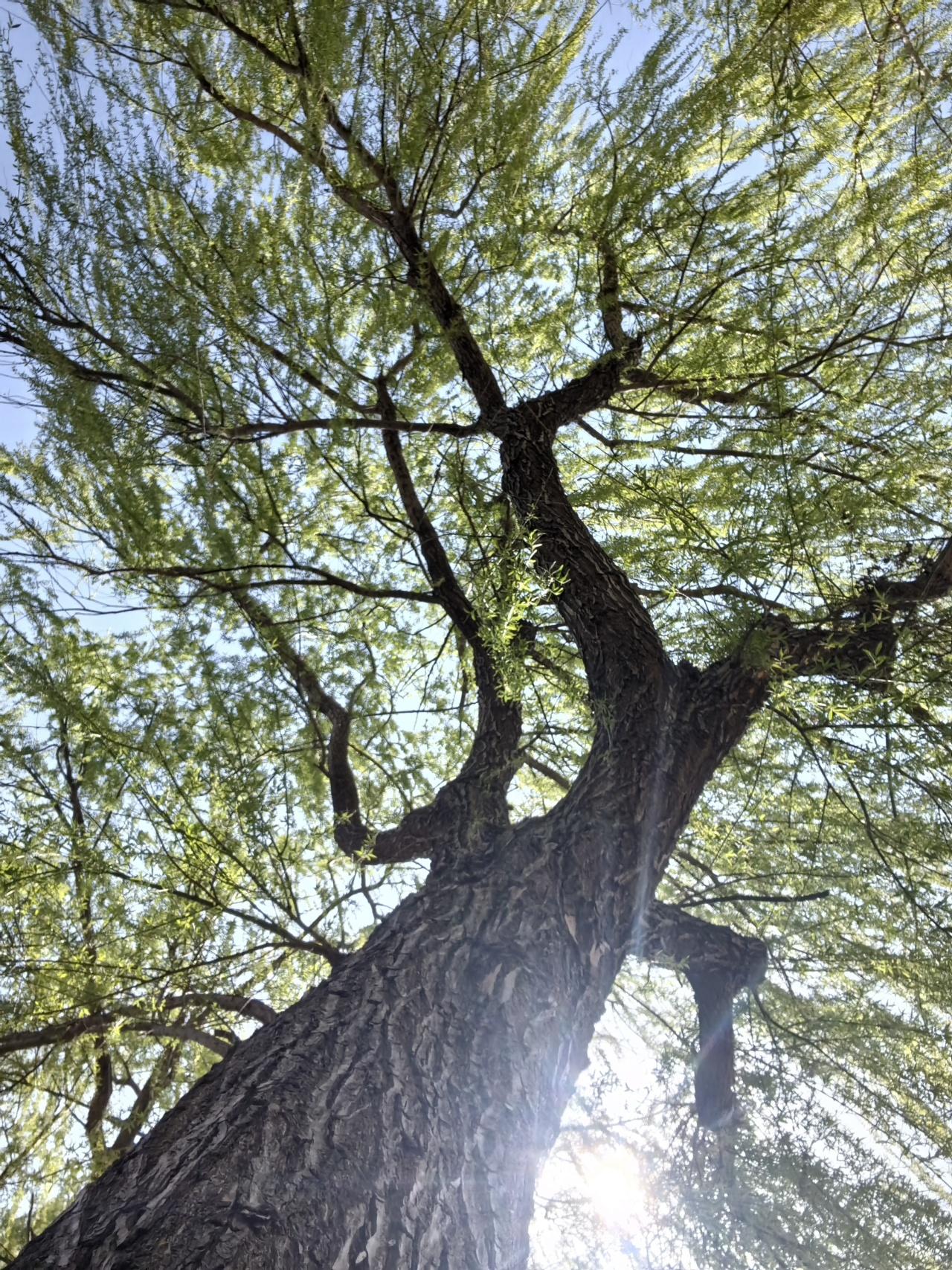 植库‖湖畔的绿诗行:读懂垂柳的千年温柔 - 知乎
