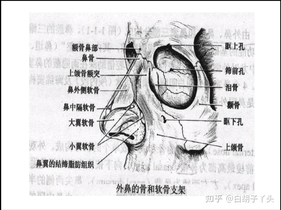 269.喉软骨的连接（后面观）-眼耳鼻咽喉应用解剖-医学
