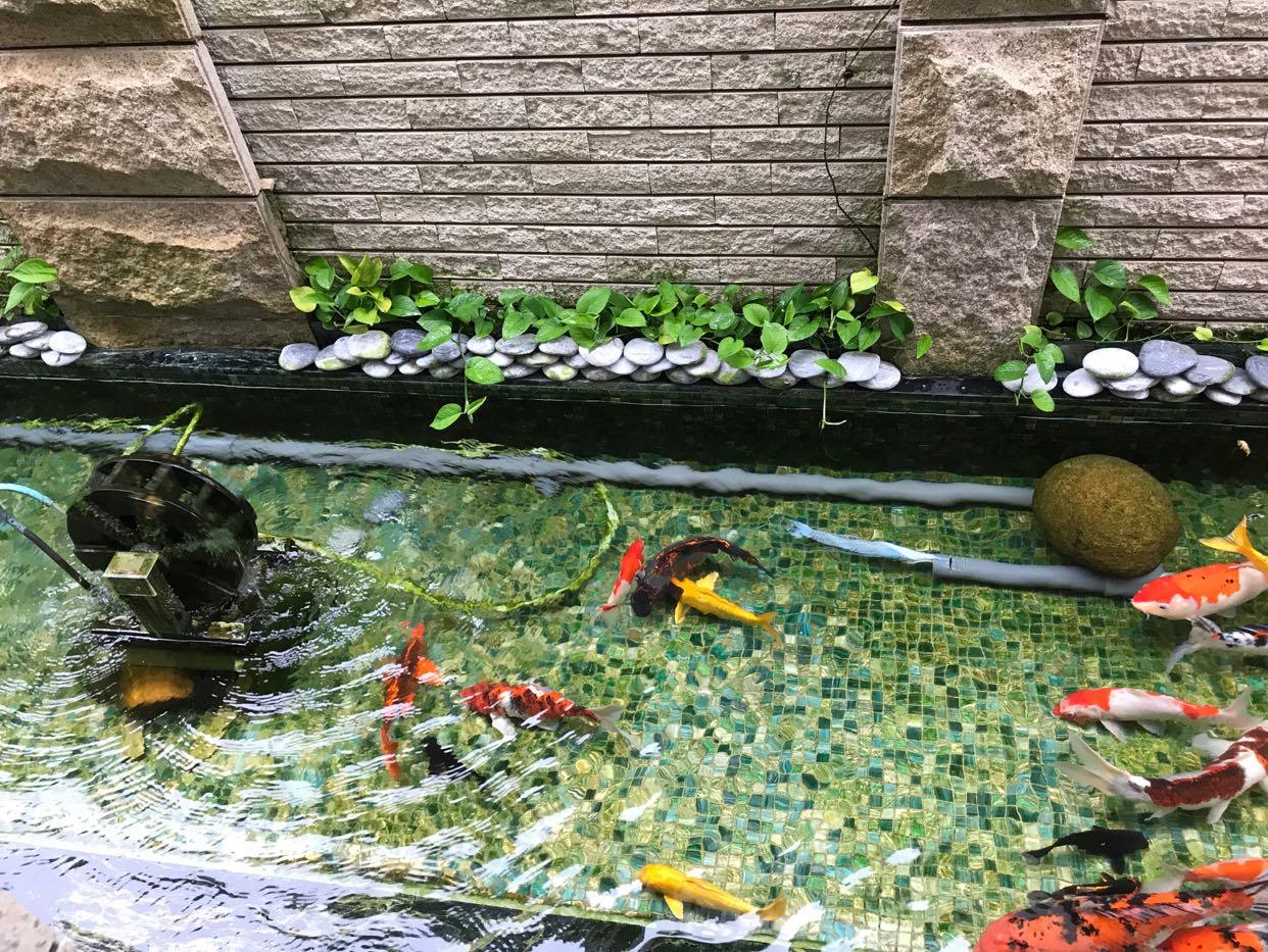 清澈的鱼池 - 知乎