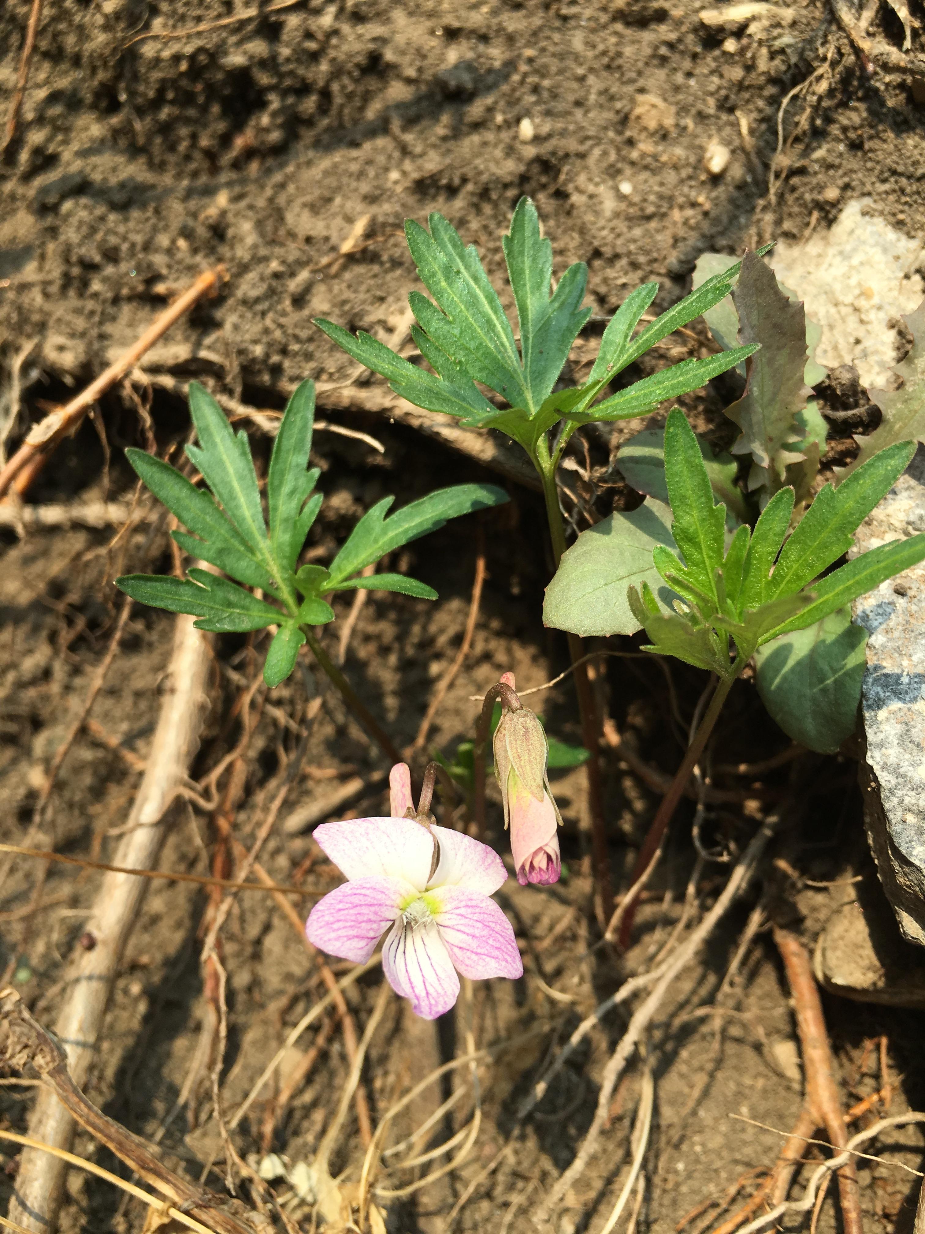 斑叶堇菜viola variegata: 叶心形,沿叶脉有宽大白斑,背面紫色,表面被