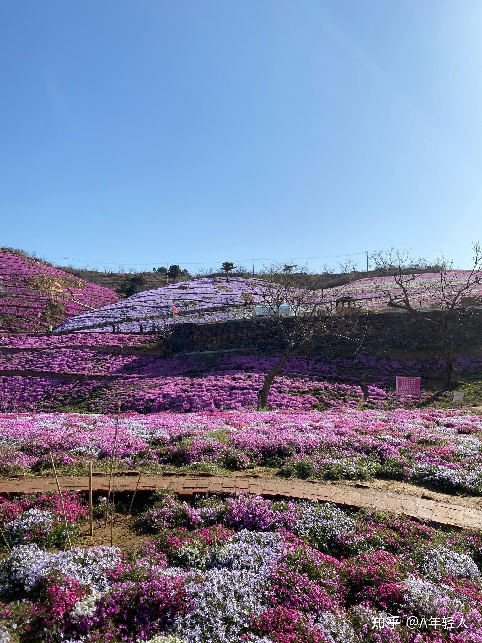 遷西雨花谷芝櫻花海