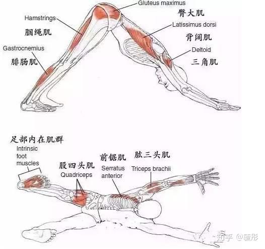 养生干货之39瑜伽习练为什么对身心有益之强健骨骼