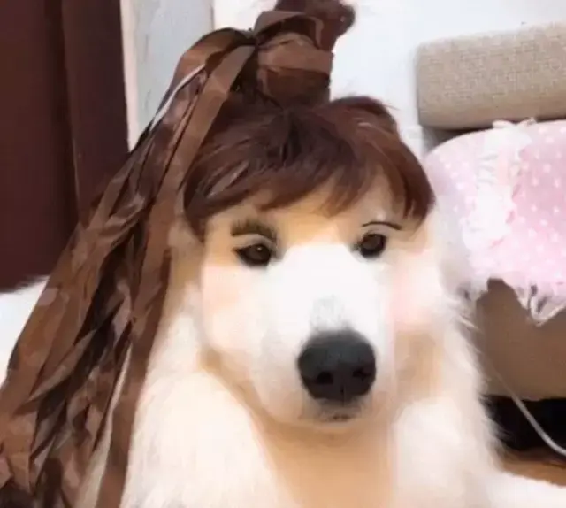 把狗狗交给女朋友后秒变小妖精主人我是换狗还是换女友