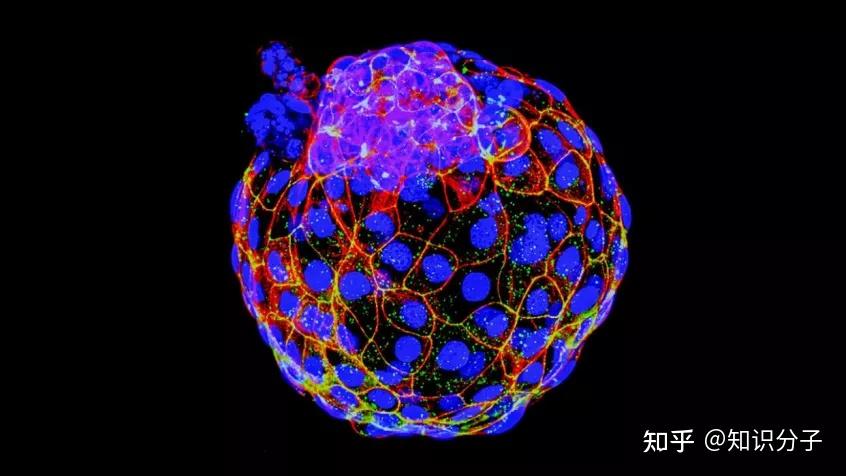 配囊胚探索：研究 5 个卵泡的潜力 (囊胚配成的是不是都是质量好的)