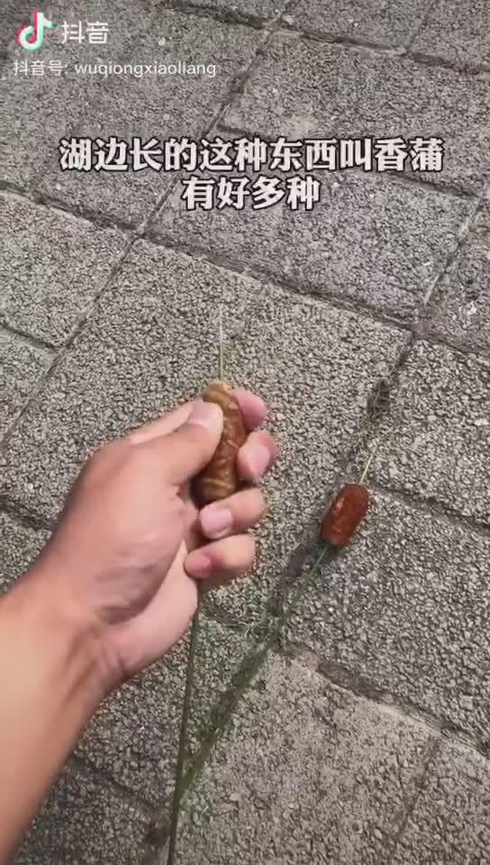 在抖音上看无穷小亮生物科普，越看越有意思！插图8