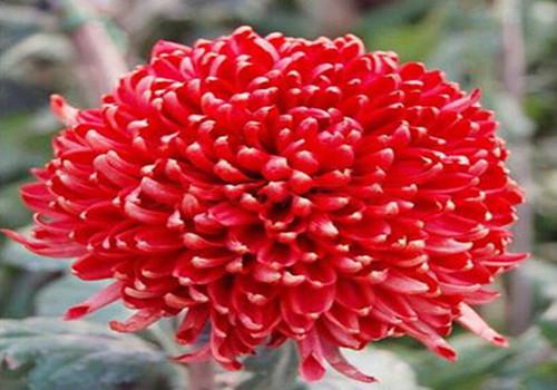 重阳节赏菊集中欣赏一组菊花的诗词名句