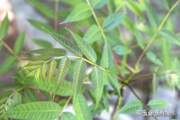 “臭椿树”为什么会成为百树之王? - 知乎