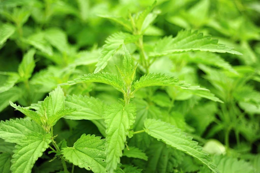 荨麻对雄性激素源性脱发aga的抑制作用