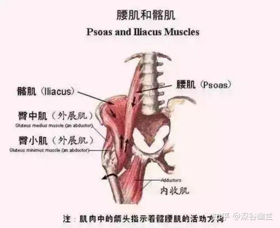 的股骨粗线跨过髂耻嵴与腰小肌上端汇入腰大肌顶端的筋膜到达第12胸椎