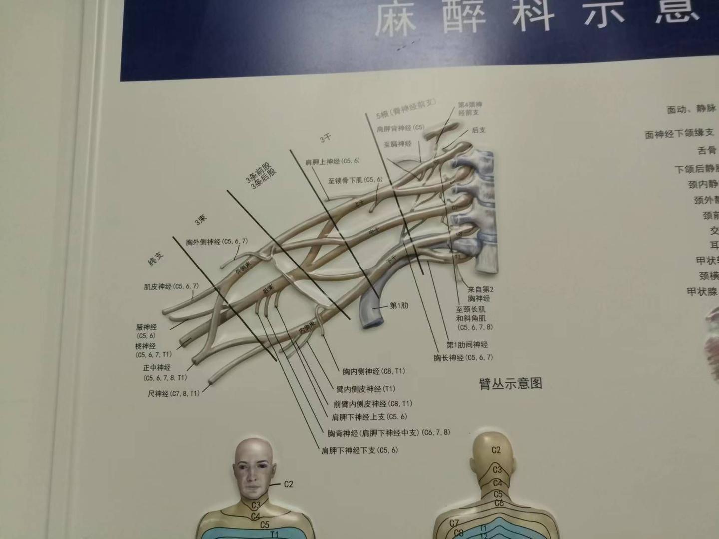 解剖 - 知乎