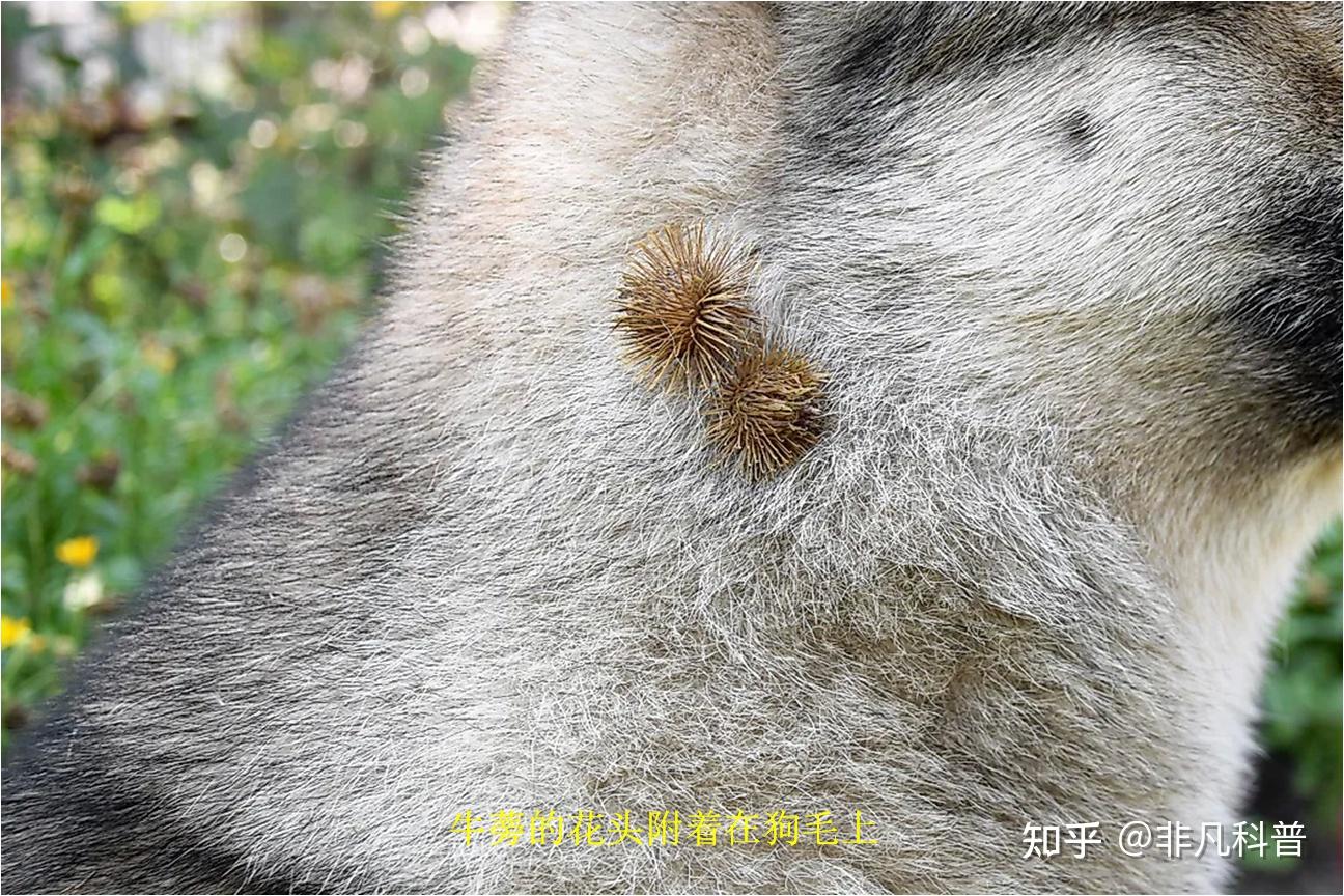 什么是生物共栖关系？看一看自然界中生物共栖关系的10个例子。 - 知乎