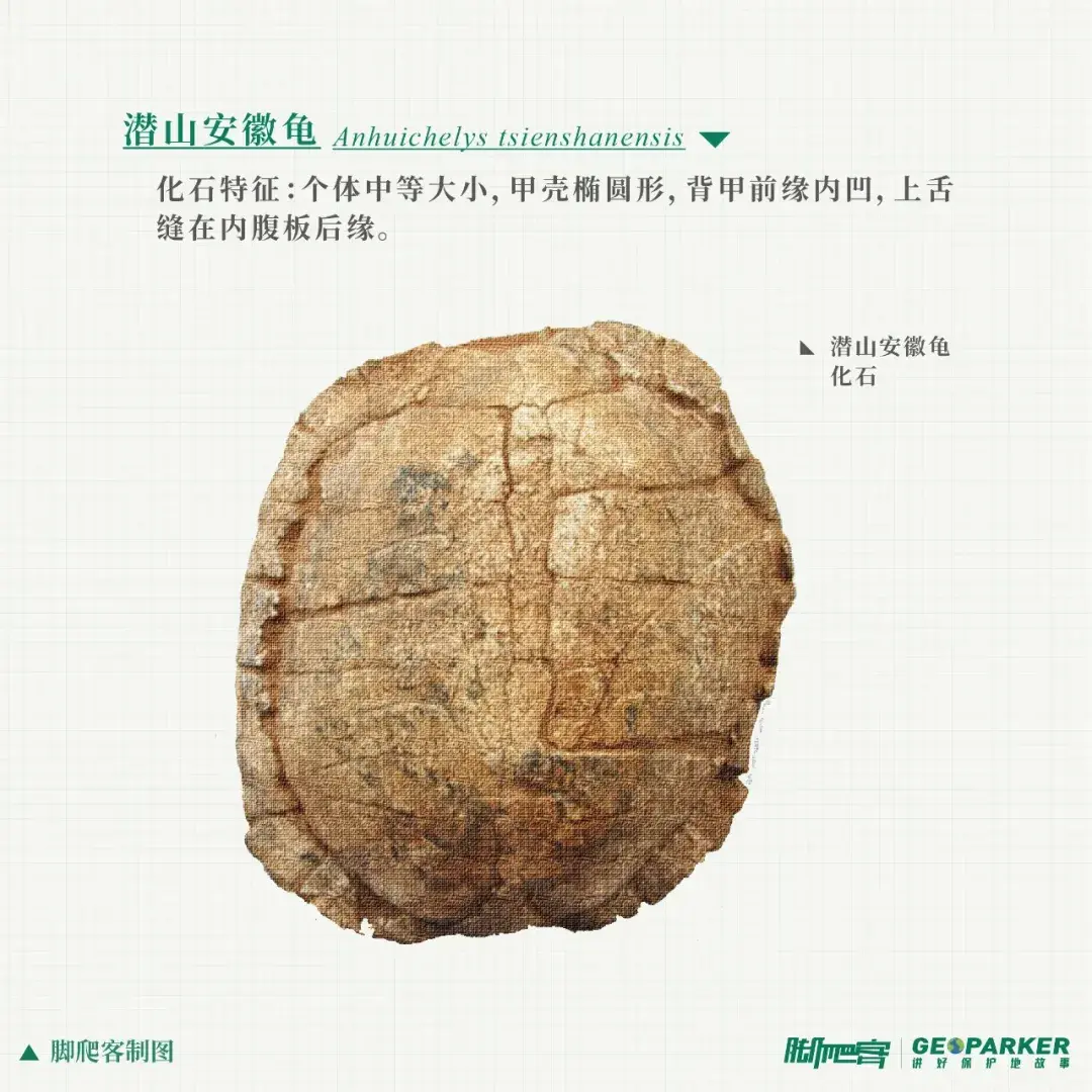 的曙光之地1966年,安徽区调队在潜山盆地发现了古新世脊椎动物化石