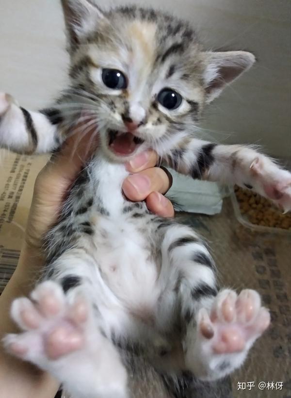 养猫记17冬菇一家子