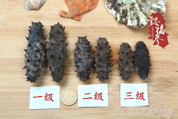 什么样的海参才是好海参?一篇文章教你看懂海参的好与坏 - 知乎