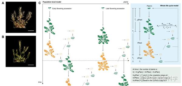 Plant Physiology | 中国科学院分子植物科学卓越创新中心王佳伟研究组利用计算机模型模拟了农田短命杂草碎米荠的演化轨迹 - 知乎