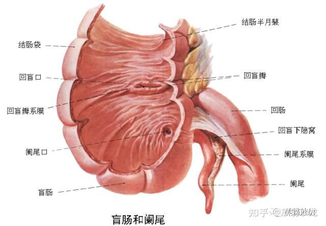 直肠横襞图片