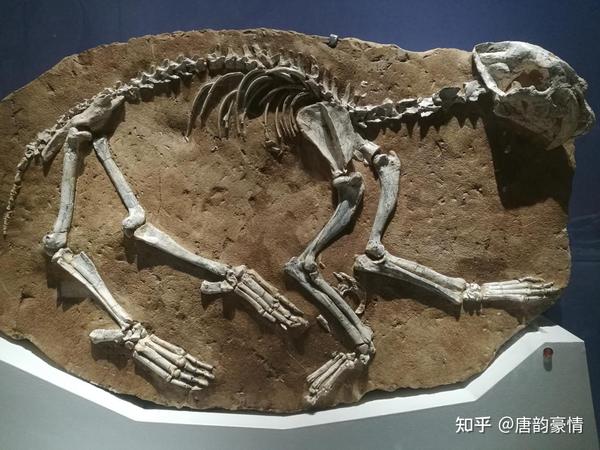 国家自然博物馆的哺乳动物化石 - 知乎