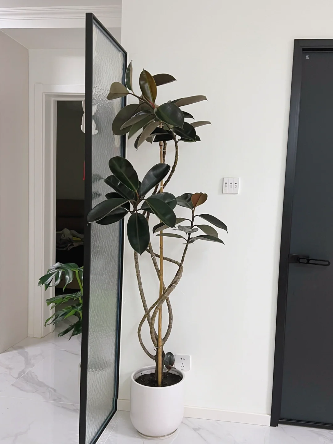 小绿植大讲究,一份办公室绿植摆放技巧分享给你 - 知乎