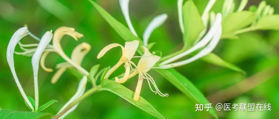 连花清瘟到底是“连”还是“莲”?“连花”又是什么花? - 知乎
