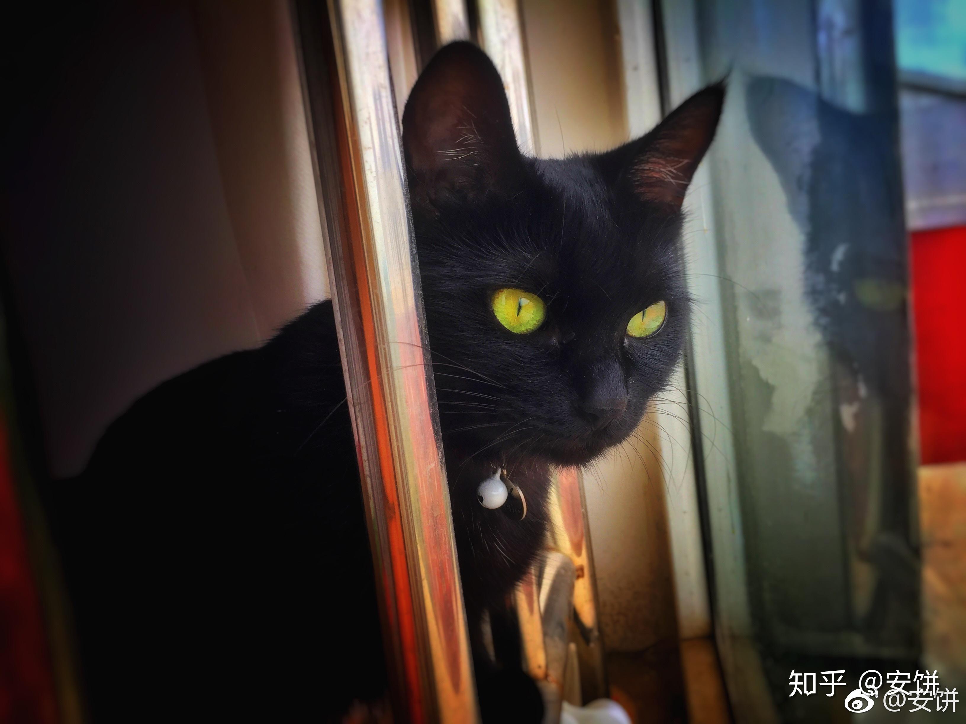 什么是玄猫，什么样的人适合养玄猫，有什么禁忌吗？ - 知乎
