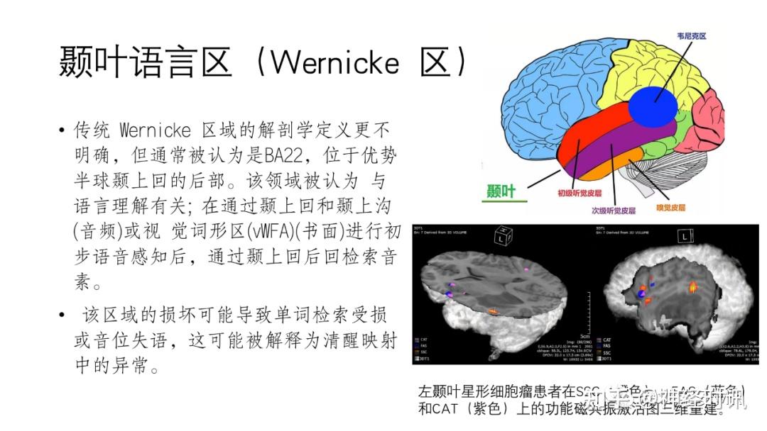 脑功能成像解剖 — 知识分享 - 知乎