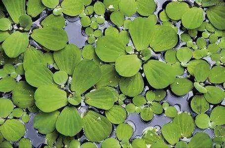 庭院植物你了解多少 水生植物篇 知乎