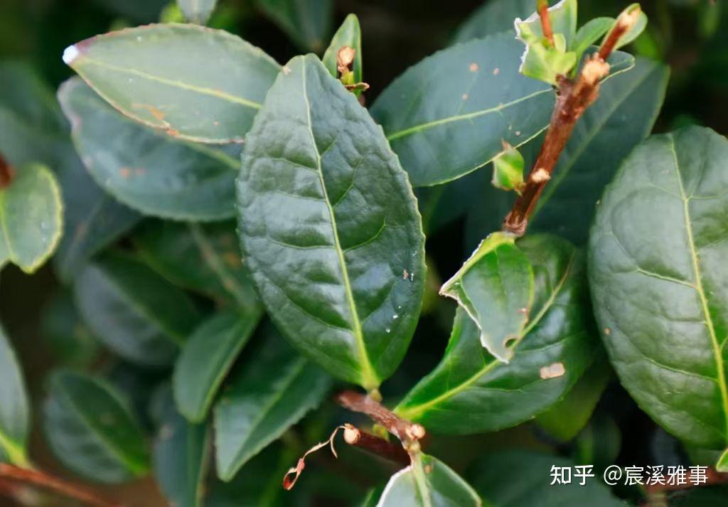 水金龟茶树特点:叶平展翠绿色,有油光叶缘略起波状叶尖稍钝