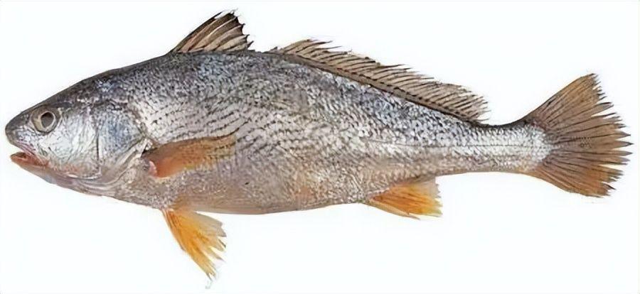 白花胶鱼胶中的爱马仕价格这么贵为何还说白花胶是性价比高呢