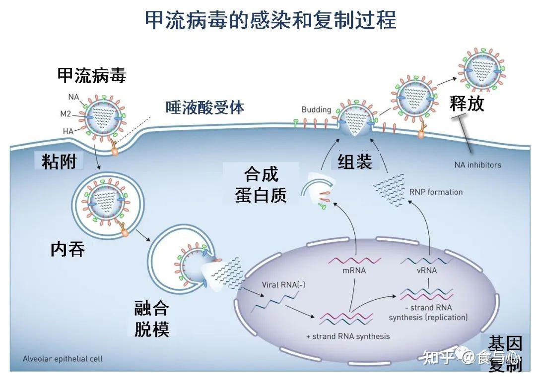 圖文了解人體與甲流和新冠病毒的戰爭1i型干擾素反應是關鍵