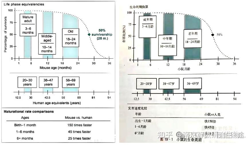 智鼠课堂 | 实验小鼠生长周期 ·日龄判断 - 知乎
