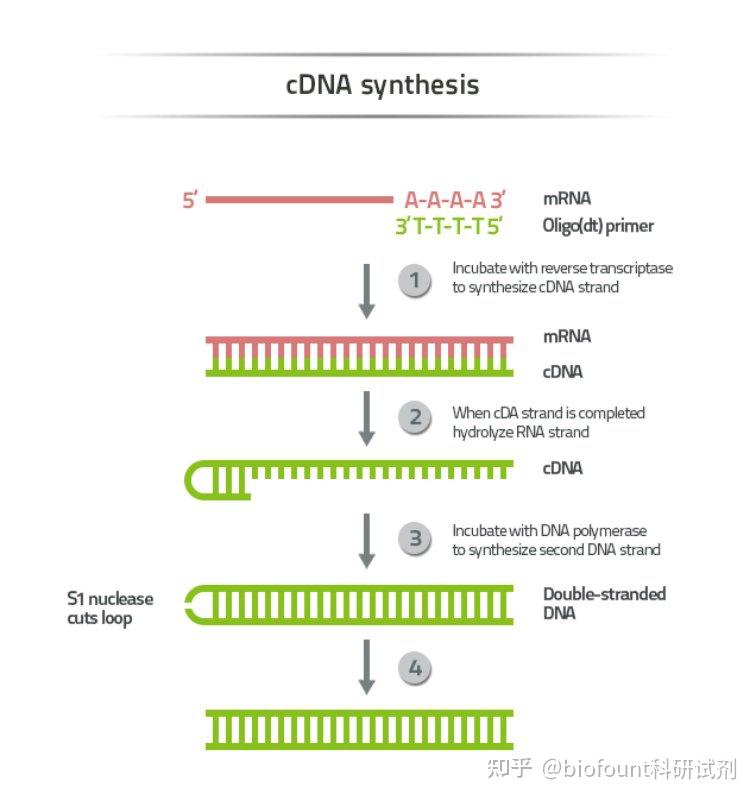 cdna