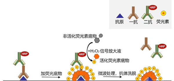 多重荧光免疫组化--TSA技术 - 知乎