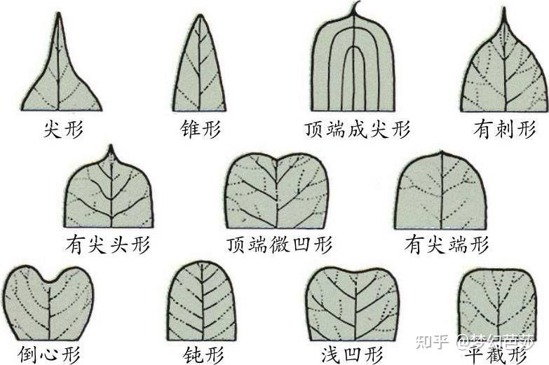 茎和根的各种次生组织的形成过程，常绿树的叶子总是绿色的 - 知乎