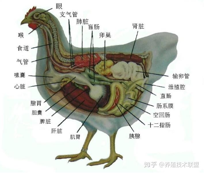鸡解刨流程